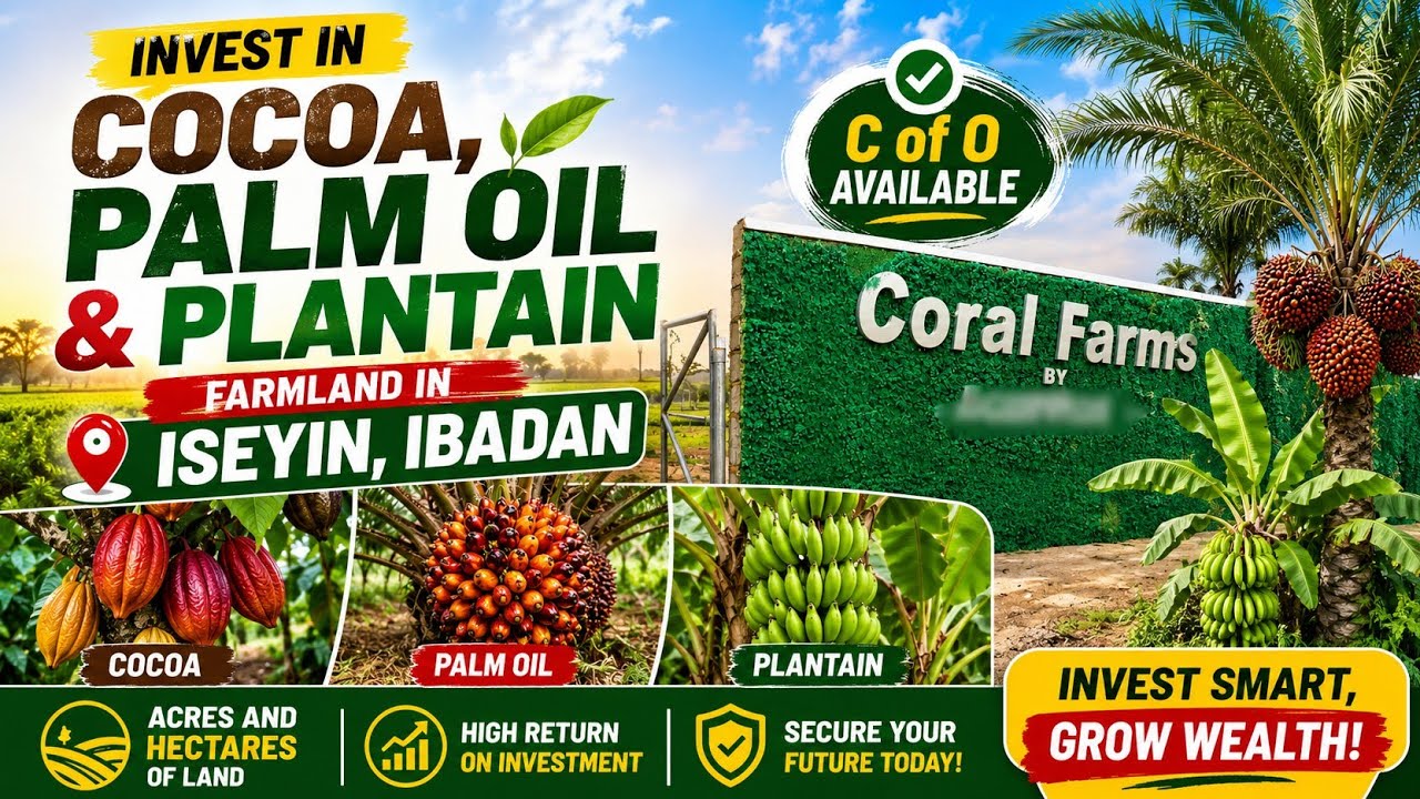 C of O Farmland for Sale in Ibadan | Agricultural Investment Opportunity #palmoil #cocoa #plantain