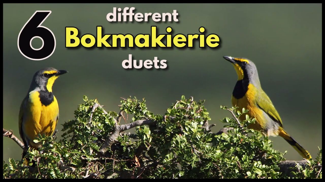 6 different Bokmakierie duets