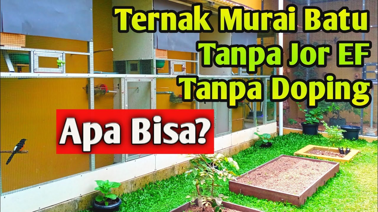 Ternak Murai Batu tanpa jor EF - SS Aviary