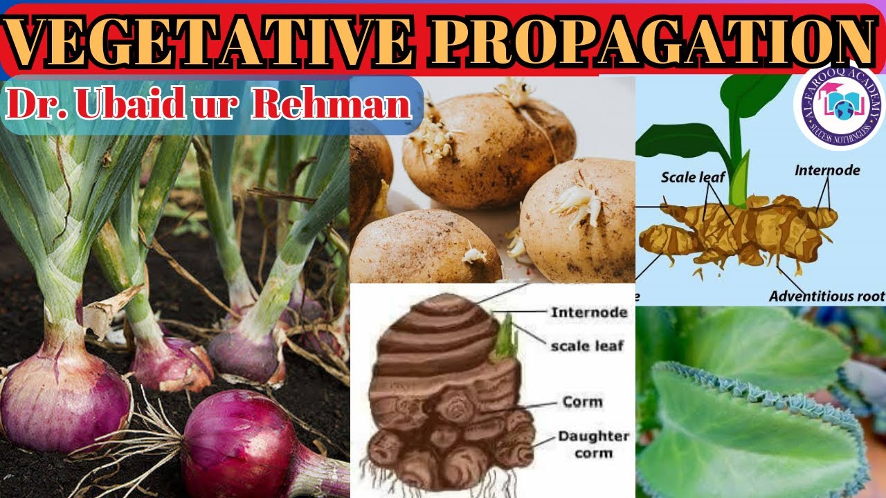 14.3 Natural Vegetative Propagation in Plants | Bulbs Corms | Rhizomes | Leaves | Class 10 |Biology