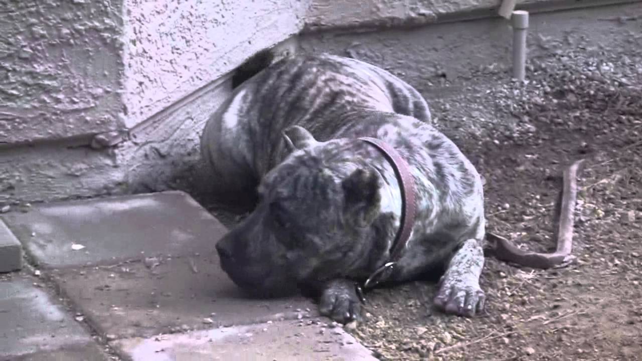 Presa Canario