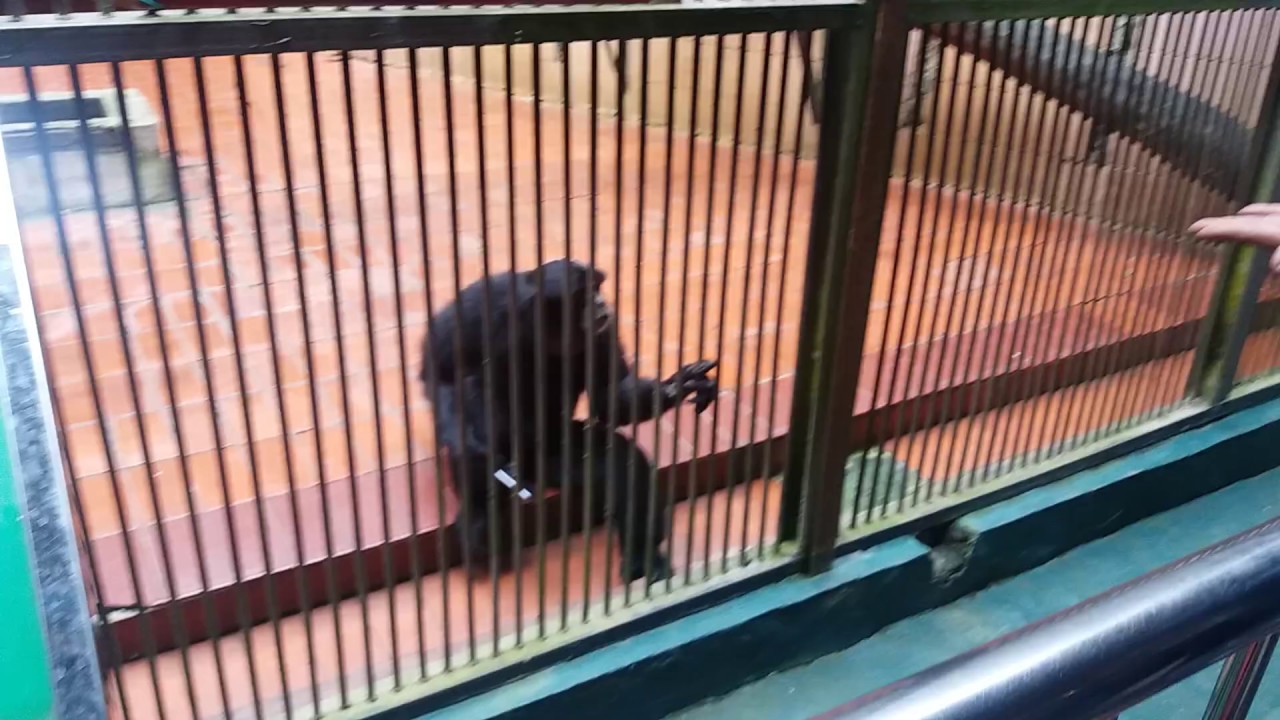 Siamang Ambil Handphone Pengunjung