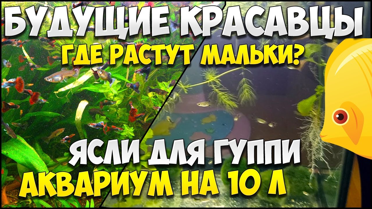 ГУППИ Где живут будущие красавцы? Мальки гуппи в аквариуме на 10 л | МАЛЬКИ