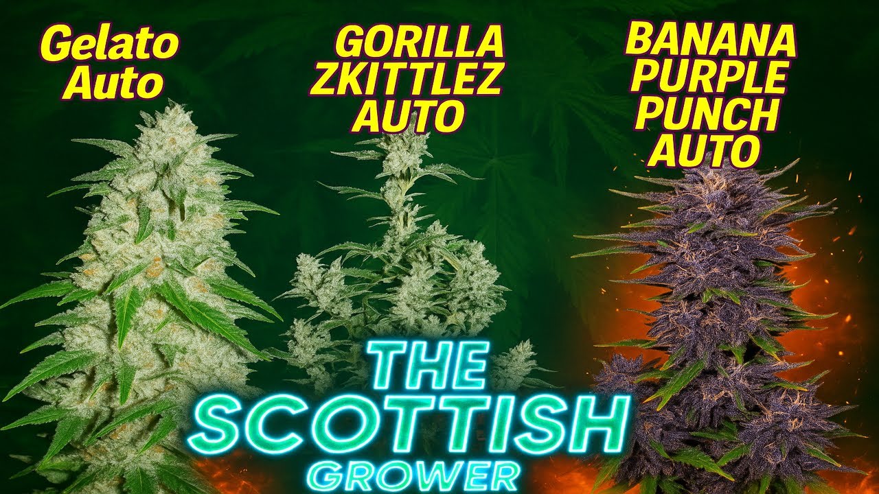 TSG AutoFlower Grow Update 1 FastBuds Banana Purple Punch, Gorilla Zskittles, Gelato, OS