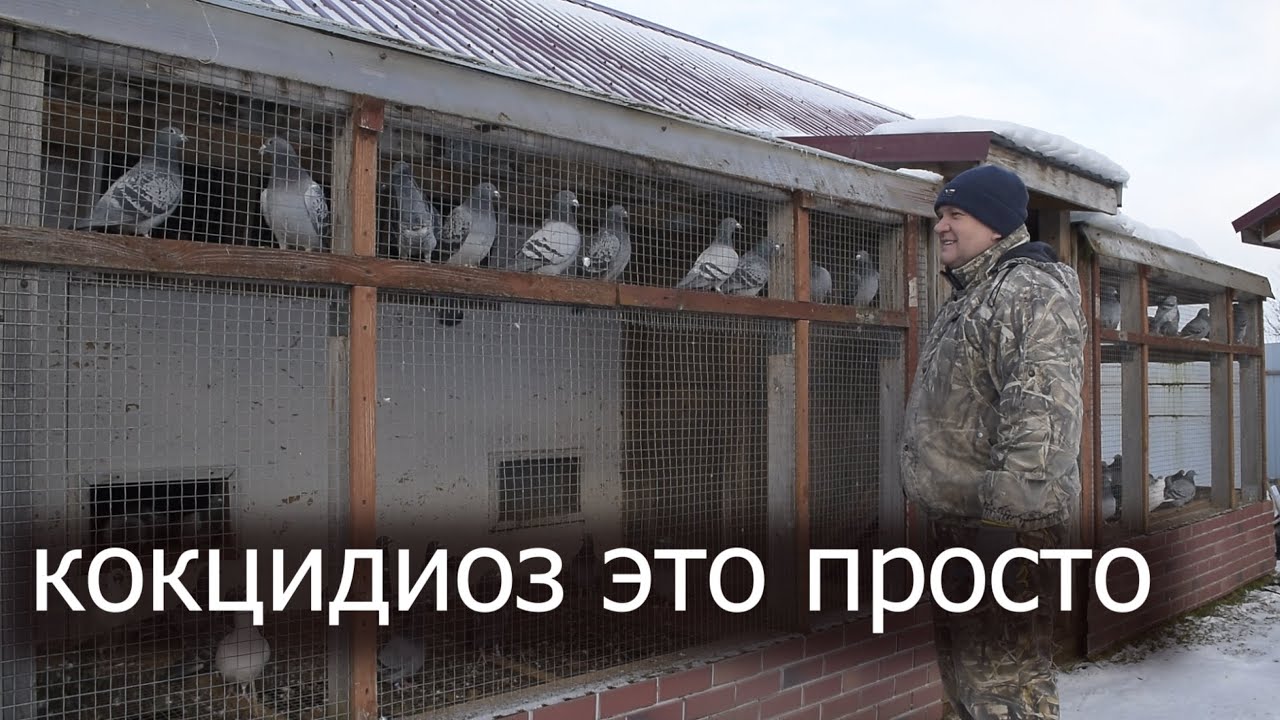 КОКЦИДИОЗ ГОЛУБЕЙ. Профилактика и лечение