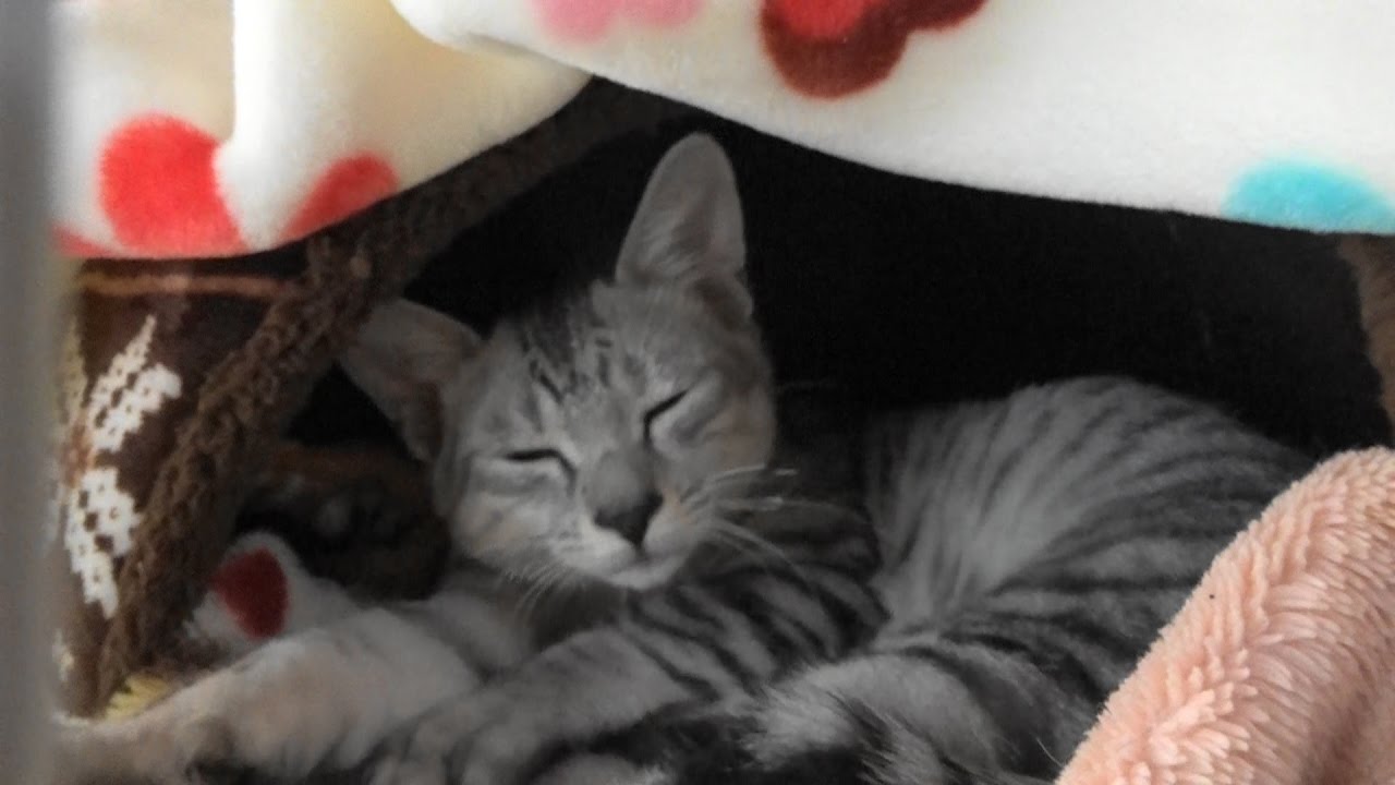 野良猫親子&子猫ろく　朝寝坊の猫親子に寝起きドッキリ