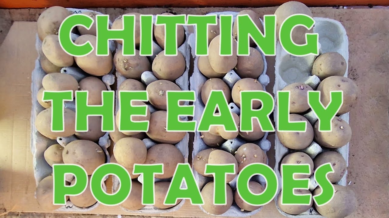 Chitting the First and Second Early Potatoes
