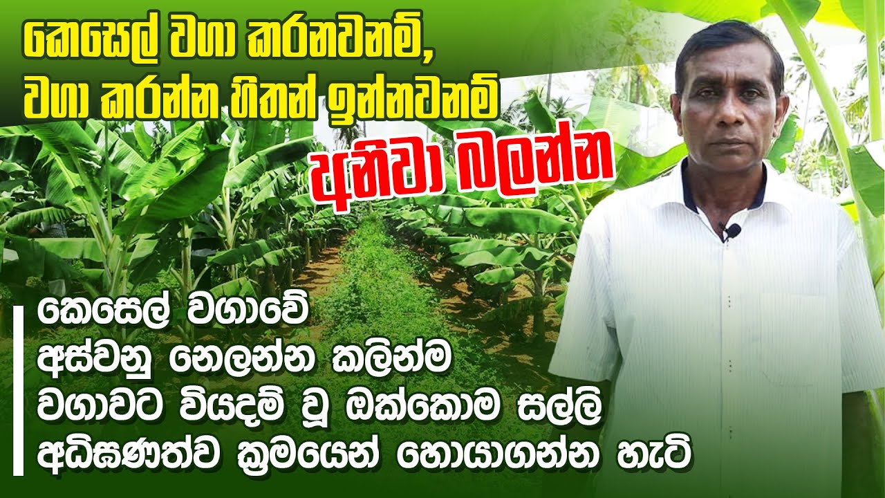 සල්ලි හොයන අධිඝණත්ව කෙසෙල් වගාව | Banana Plantation Sri Lanka