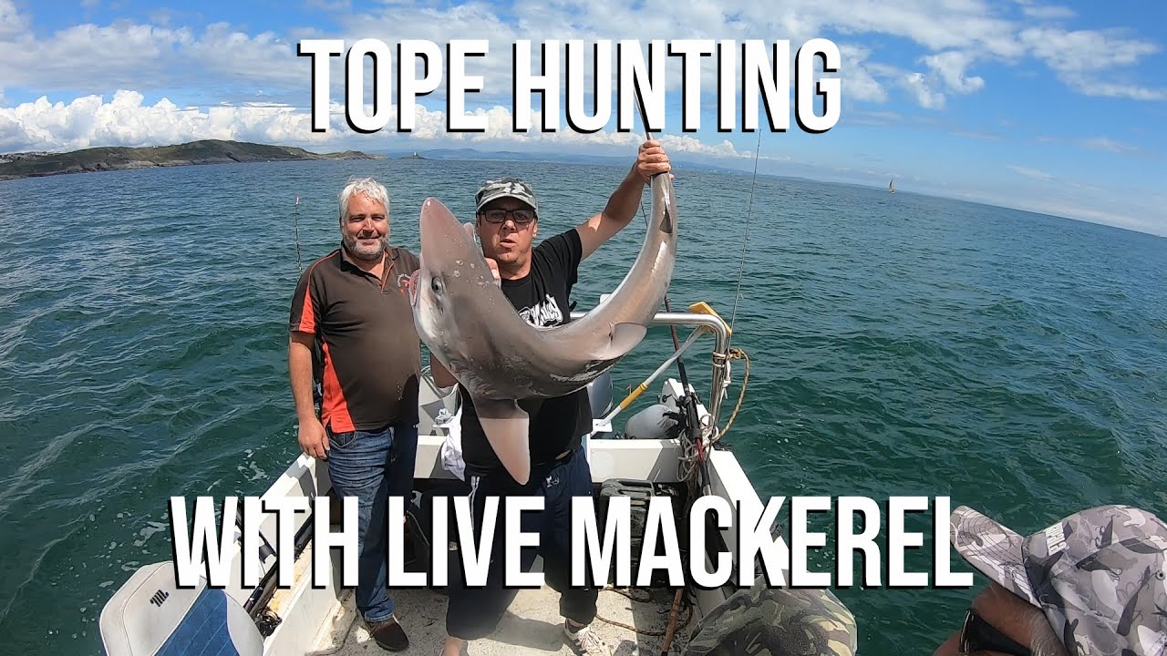 Tope hunting with live Mackerel