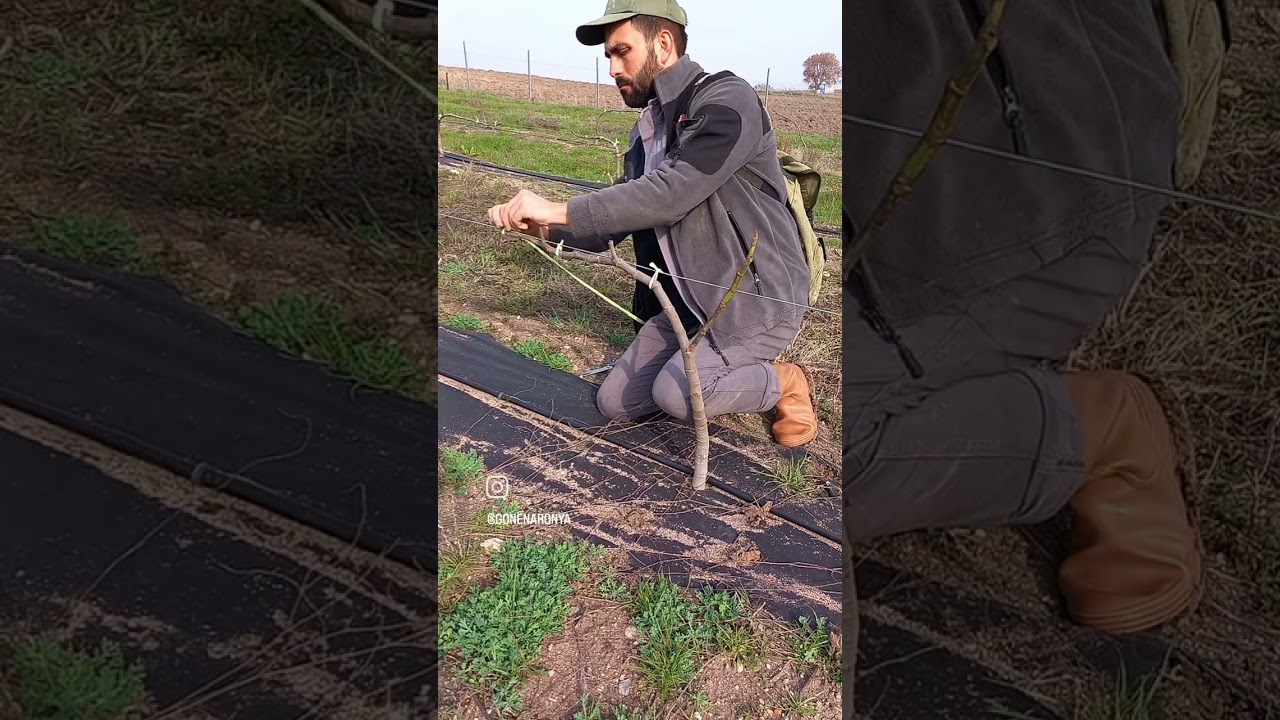 İncirde telli terbiye #fight #fig #incir #incirbah&ccedil;em #tarım #tarımdayenilik #garden #bah&ccedil;ecilik