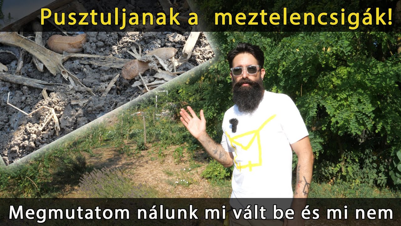 Megmutatom mi vált be a meztelencsigák ellen, és azt is, hogy mivel nem érdemes próbálkozni
