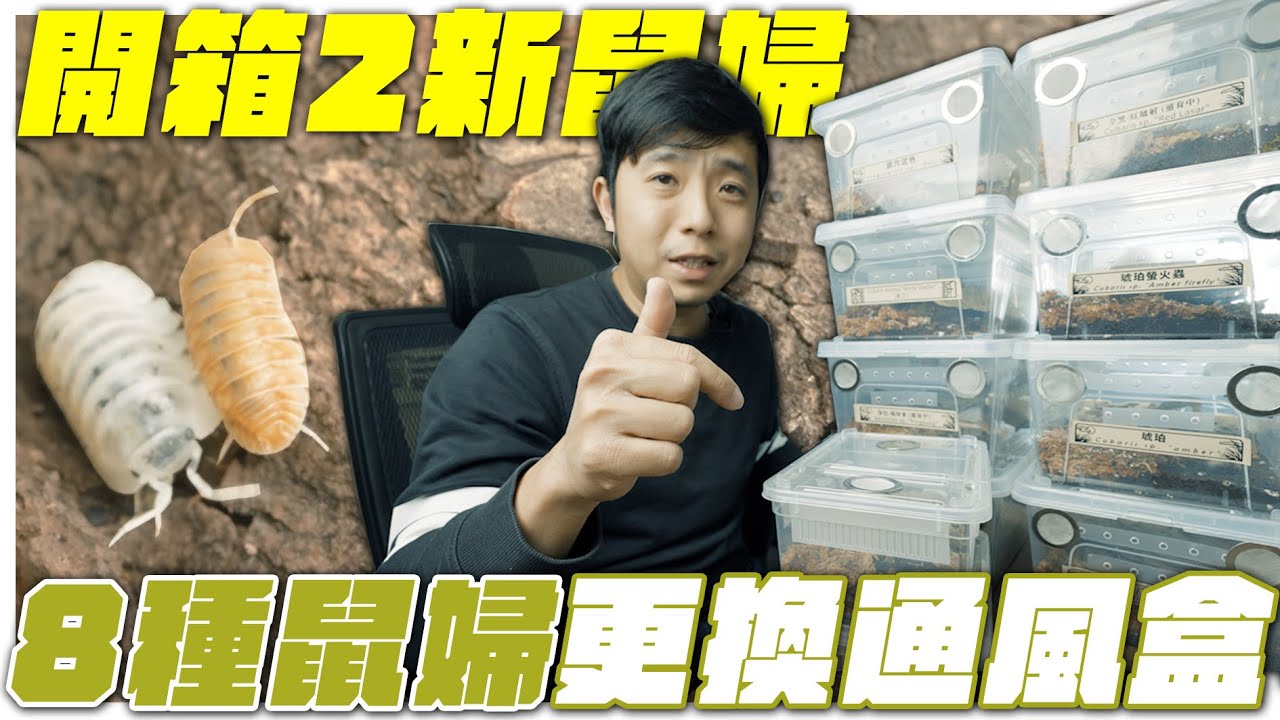 土變這樣一定要快換土！｜8種鼠婦更換全新通風盒｜2種新鼠婦開箱｜【臺灣蟻窟】