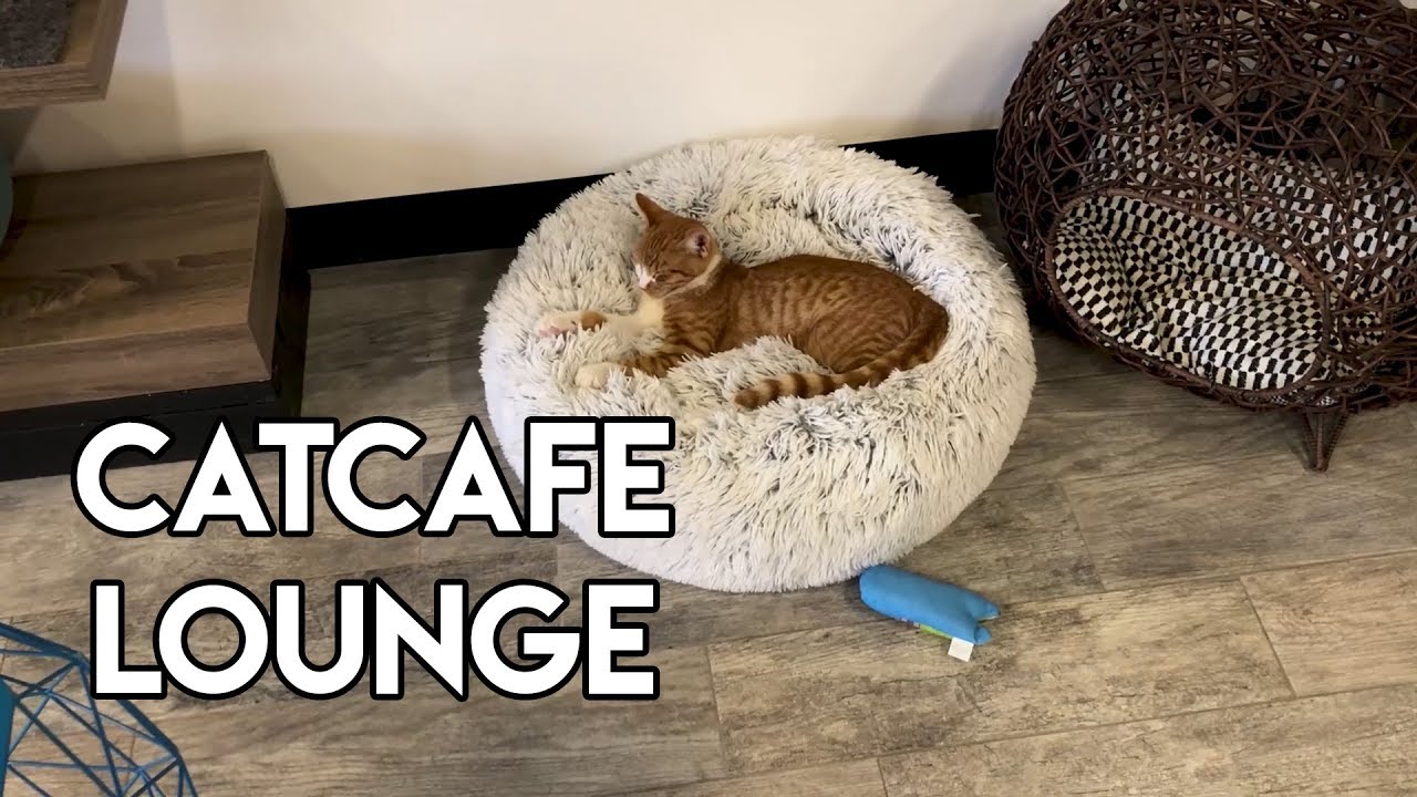CatCafe Lounge in Los Angeles