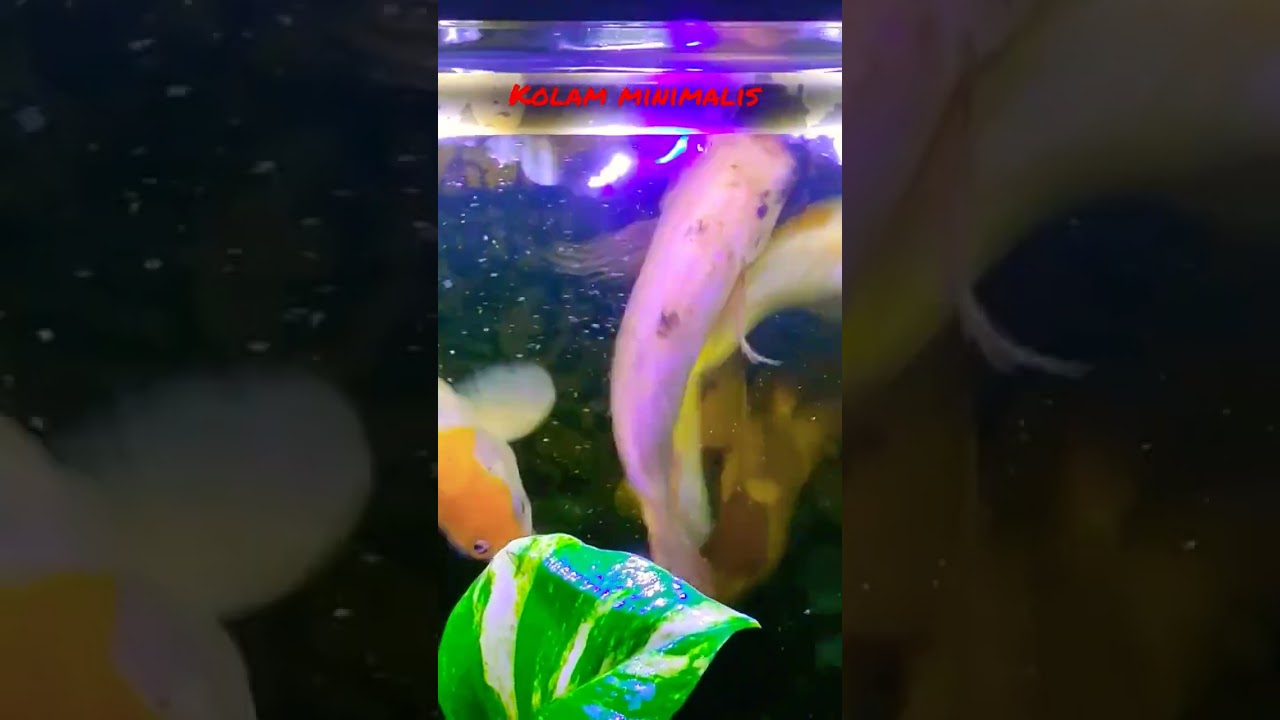 kolam minimalis #shorts #kolamikan #kolamminimalis