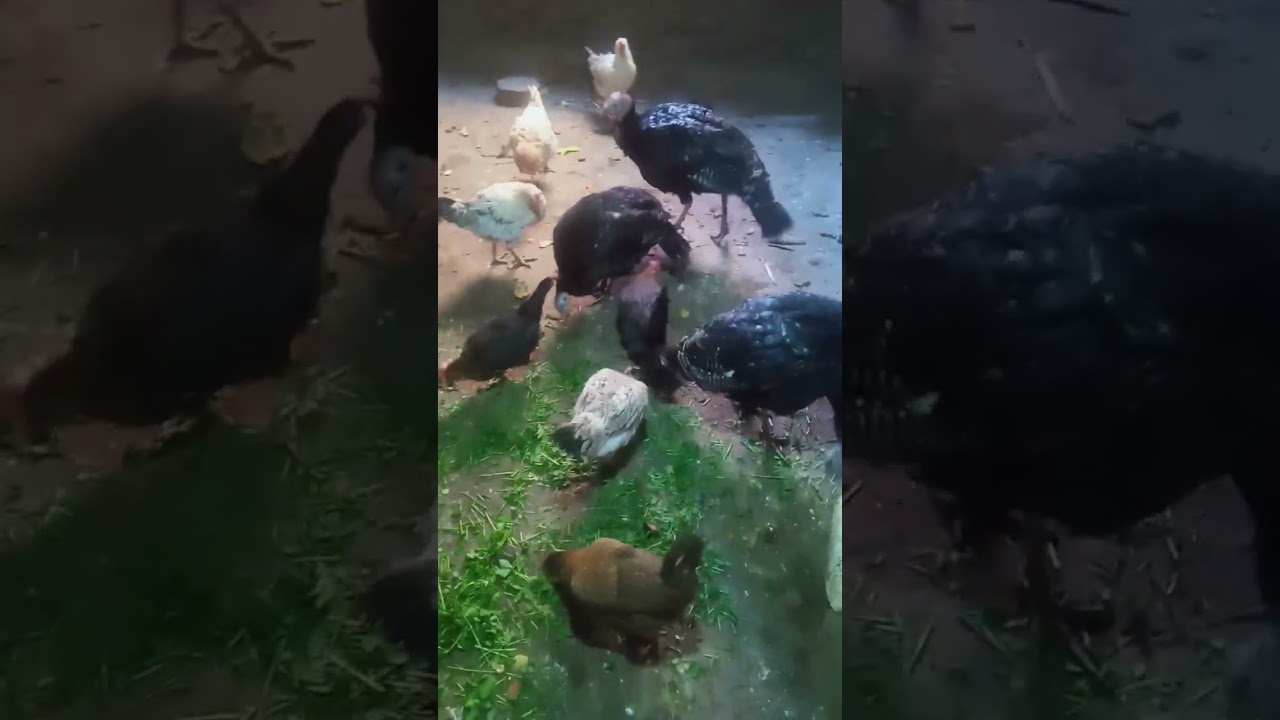 طريقه تاسيس الرومى عمر يوم 