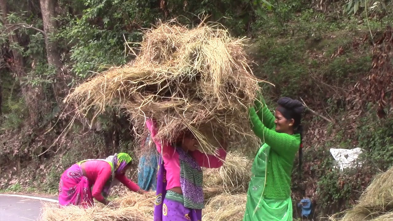 Miyawaki Documentary(Hindi)