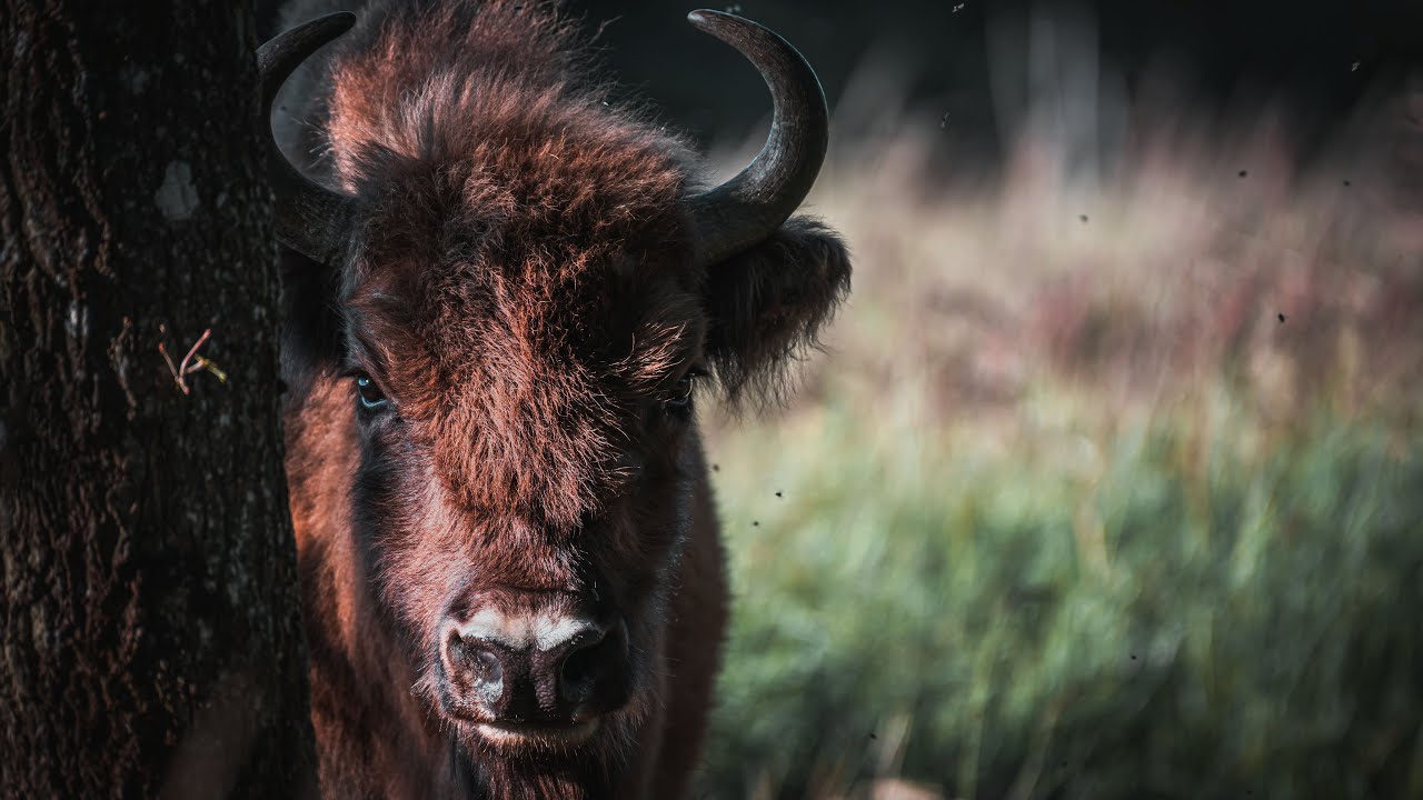 Introduktion til den europæiske bison, visenten, i Tofte Skov i Danmark.