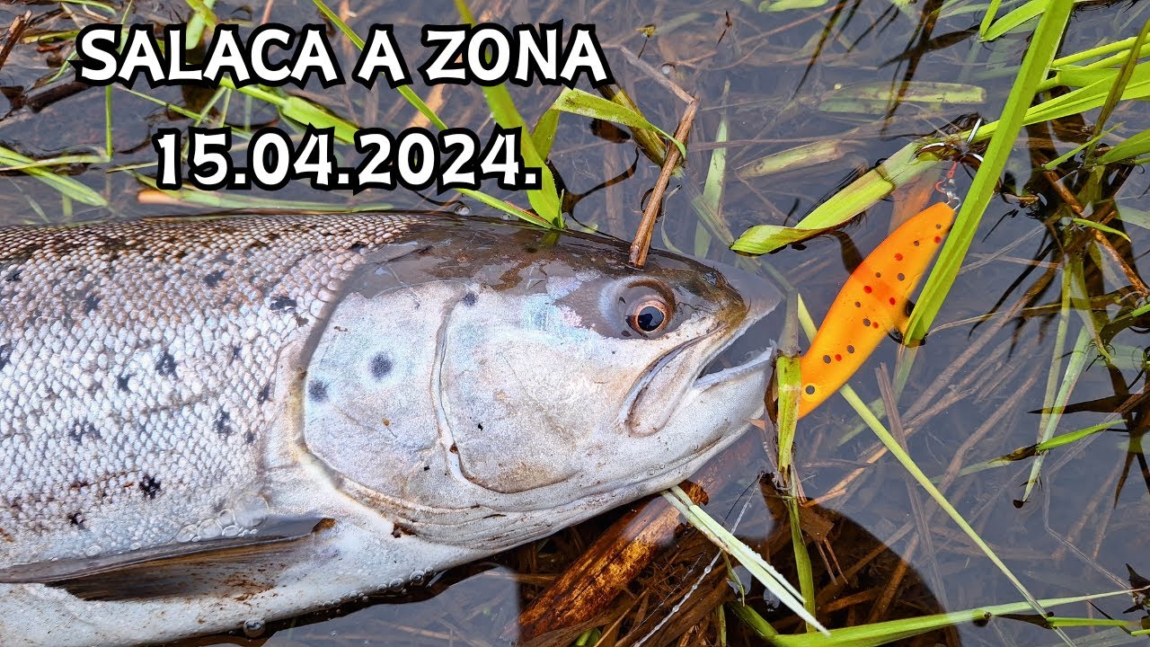 Salaca neliek vilties! Ļoti stiprs vējš liek meklēt jaunas vietas! Sapali un taimiņi!