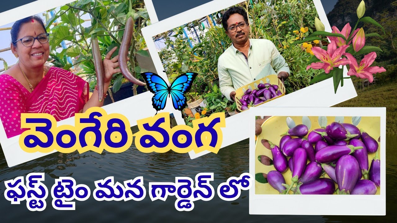 వెంగేరి వంగ( కేరళ వెరైటీ ), ఫస్ట్ టైం మన గార్డెన్ లో  #@AadiLakshmiTerraceGarden #vengari brinjal 