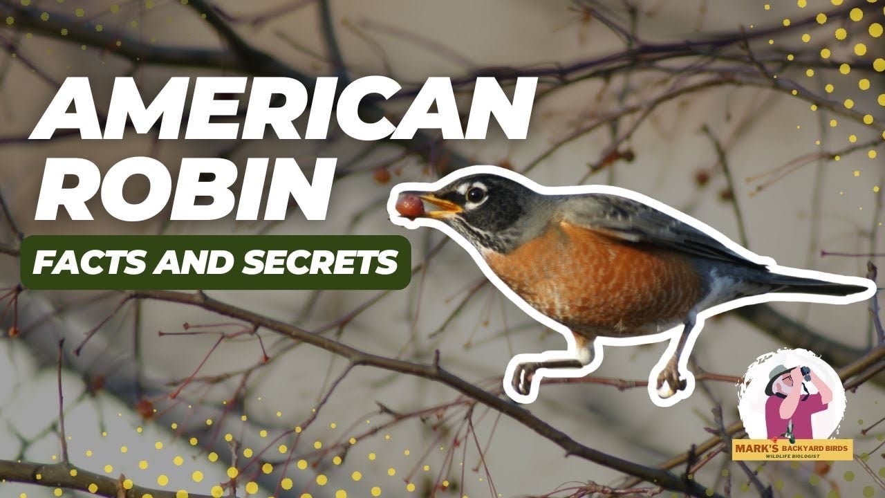American Robin Guide | Identification, Song, Nesting & Feeding Tips