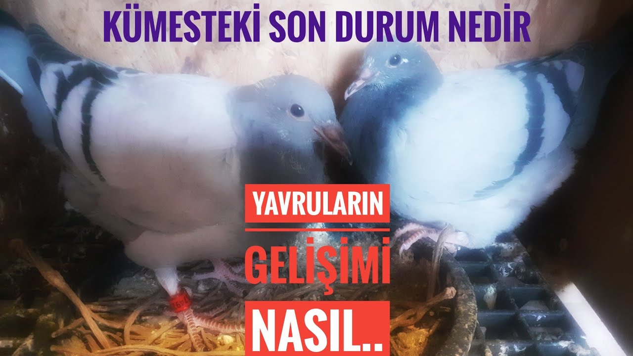 POSTA GÜVERCİNLERİM..YAVRU ALMA TAKTİKLERİ. SALMONELLA, ECOLİ, VEBA, GENÇ KUŞ HASTALIĞI BELİRTİLERİ