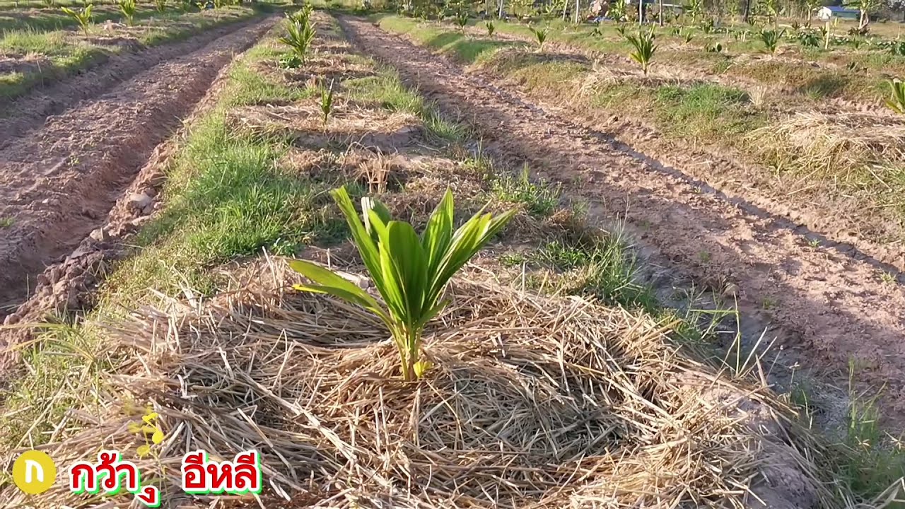 ภาคอีสานปลูกมะพร้าวน้ำหอมได้จริงหรือ คลิปนี้มีคำตอบ@KwangE-Lee