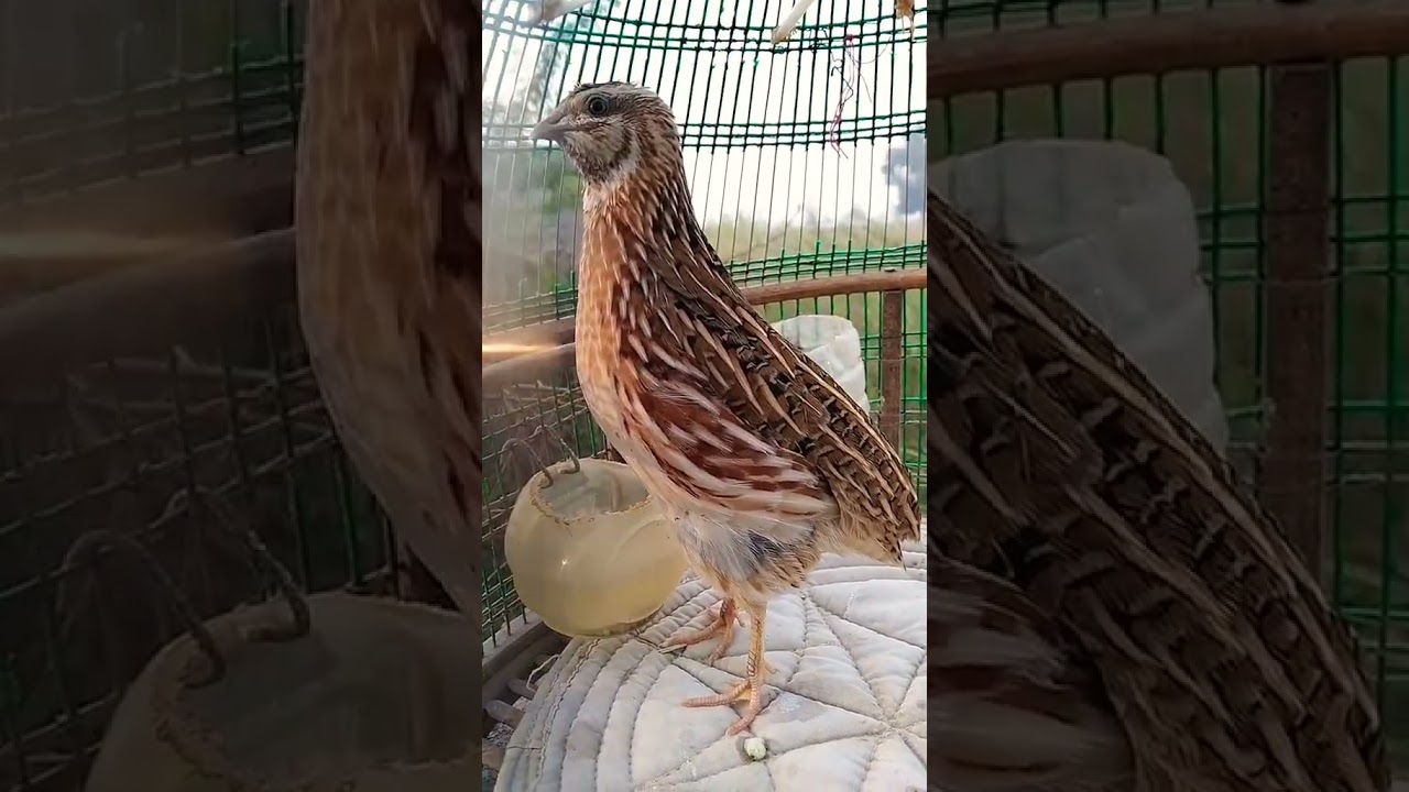 Beautifull Quail Sound 😇 #quail #birds #nature #sound