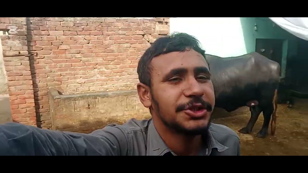 آج بھینسیں نہلایا ہیں 😍❤️ عمر گجر آف علاول چک 