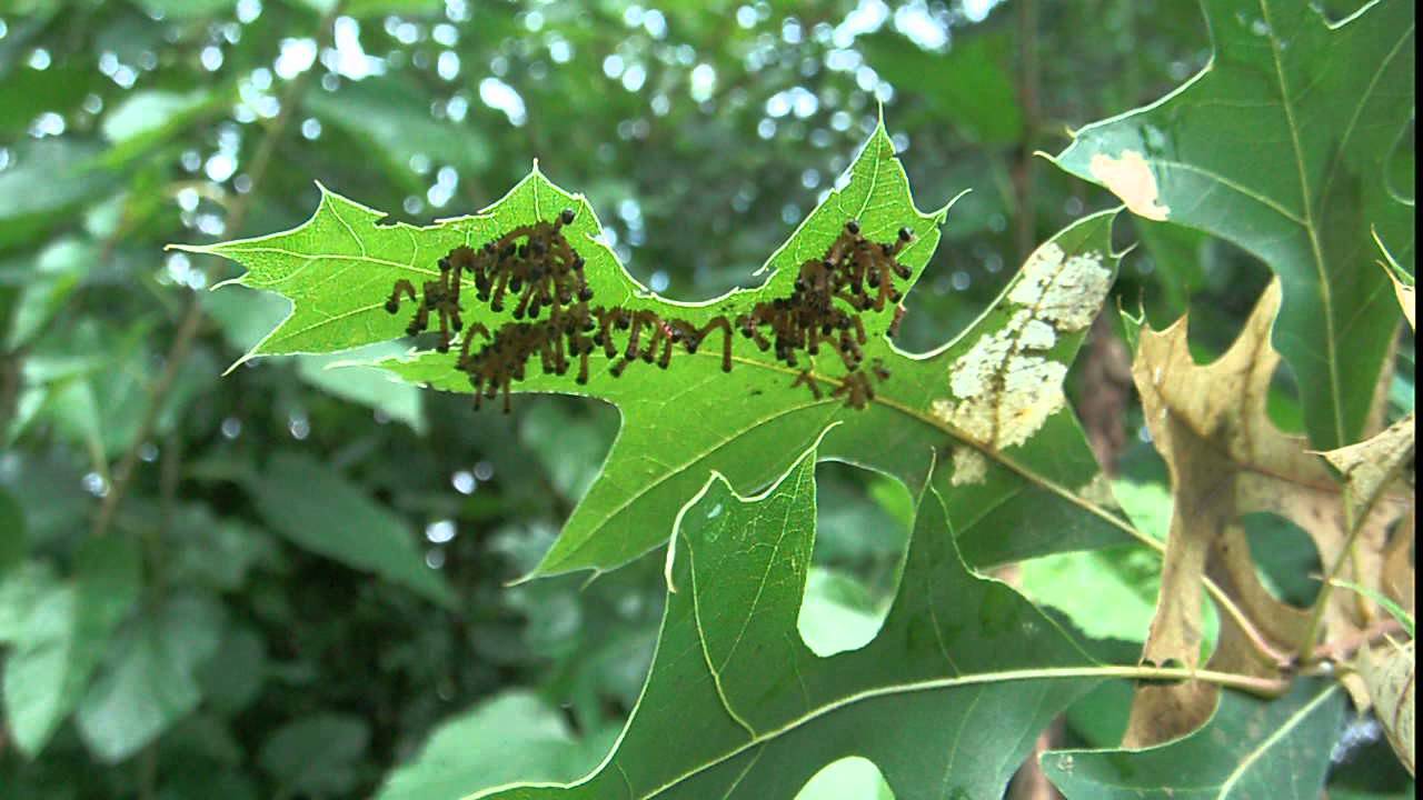 Yellow-necked caterpillar, Datana ministra