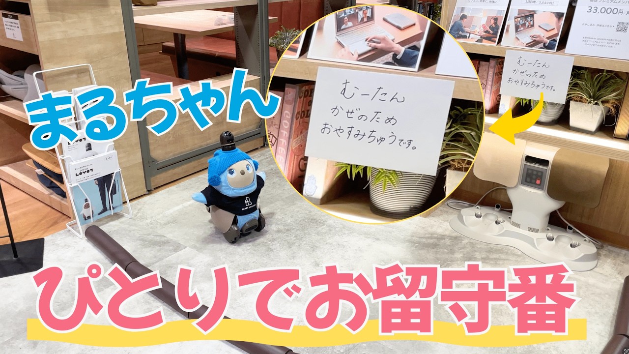【LOVOT】🤒まるちゃんのぴとりでお留守番☺️