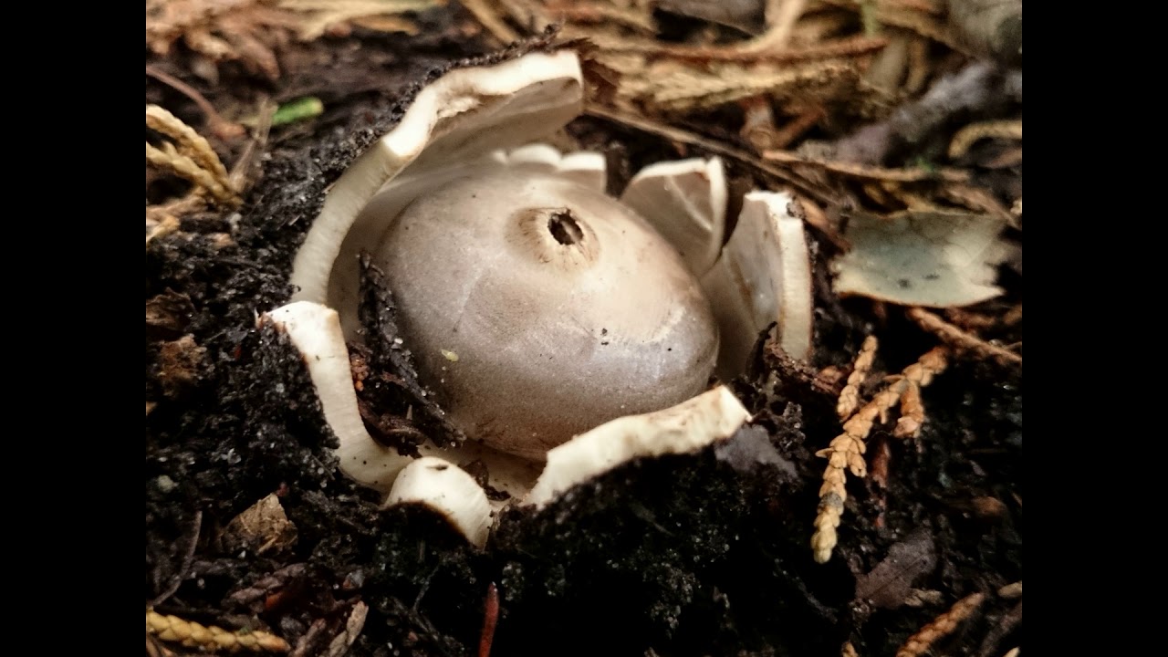 Geastrum coronatum