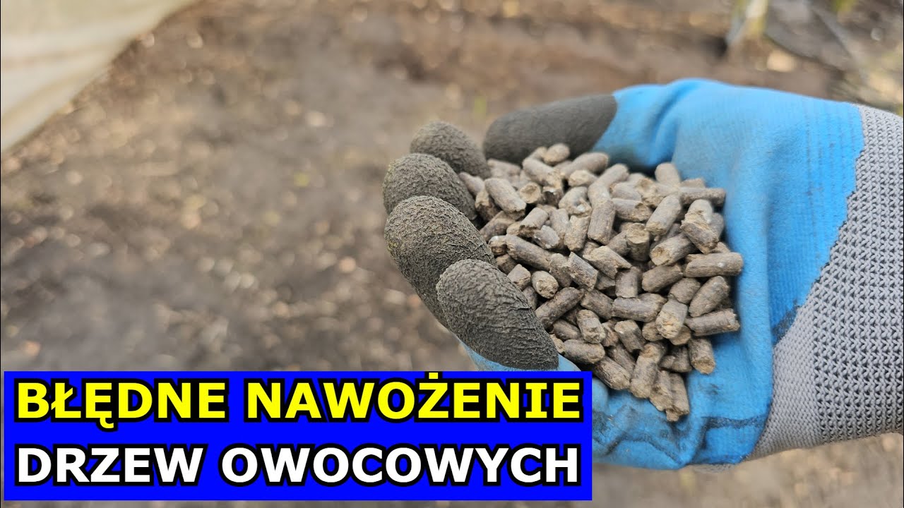 Błędne Nawożenie Drzew Owocowych. Jak Nawozić Drzewka Owocowe Wiosną w Marcu Kwietniu Obornik Humus.