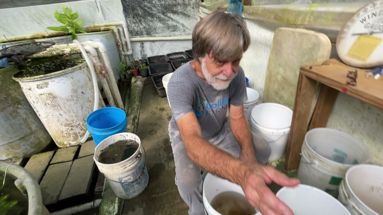 Setting up breeding colonies