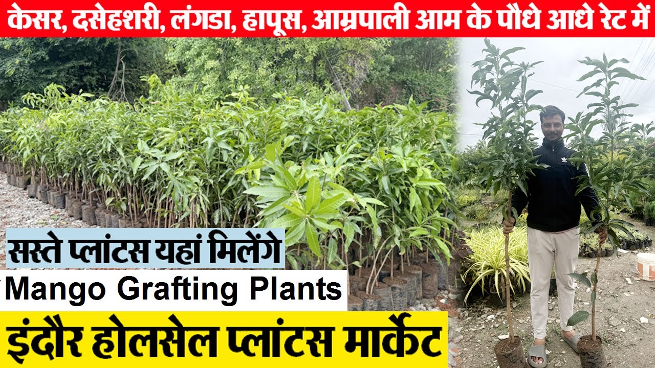 Indore Green angan Nursery पौधे खरीदो सस्ते में grafted mango tree wholesale फलदार पौधों जानकारी