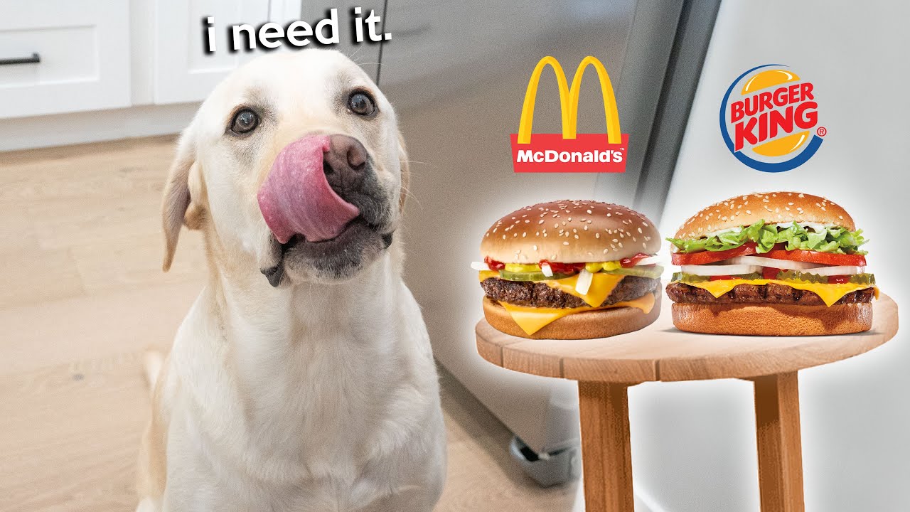 Дегустация бургеров «Лабрадор» в McDonald's и Burger King!!