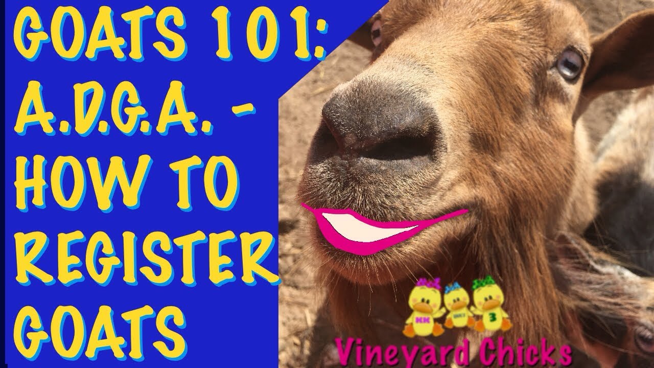 How to Register Goats with the American Dairy Goat Association, ADGA (EP-64)
