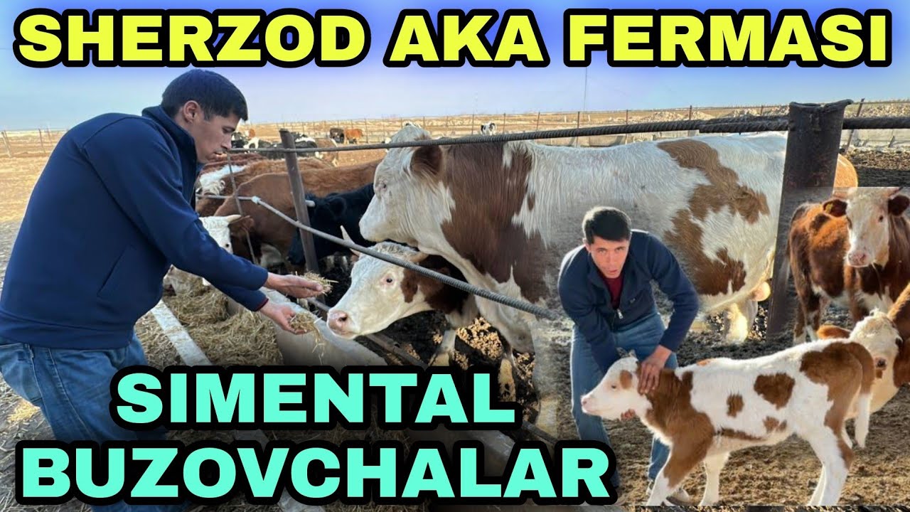 SIMENTAL BUZOVCHAL ISHQIBOZLARI UCHUN SHERZOT AKA FERMASIGA SAYOXAT