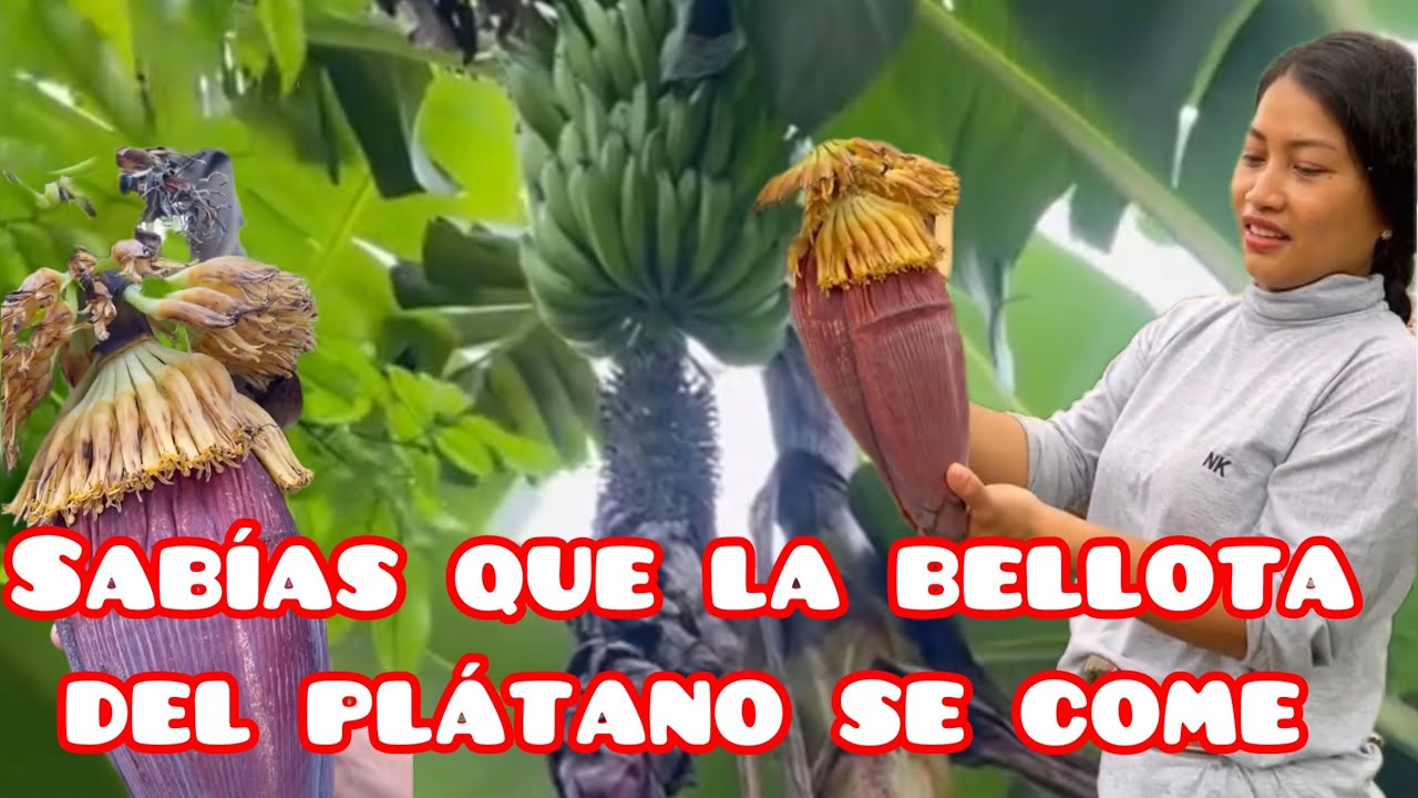 Limpiando la platanera @Elcampodeyuri 