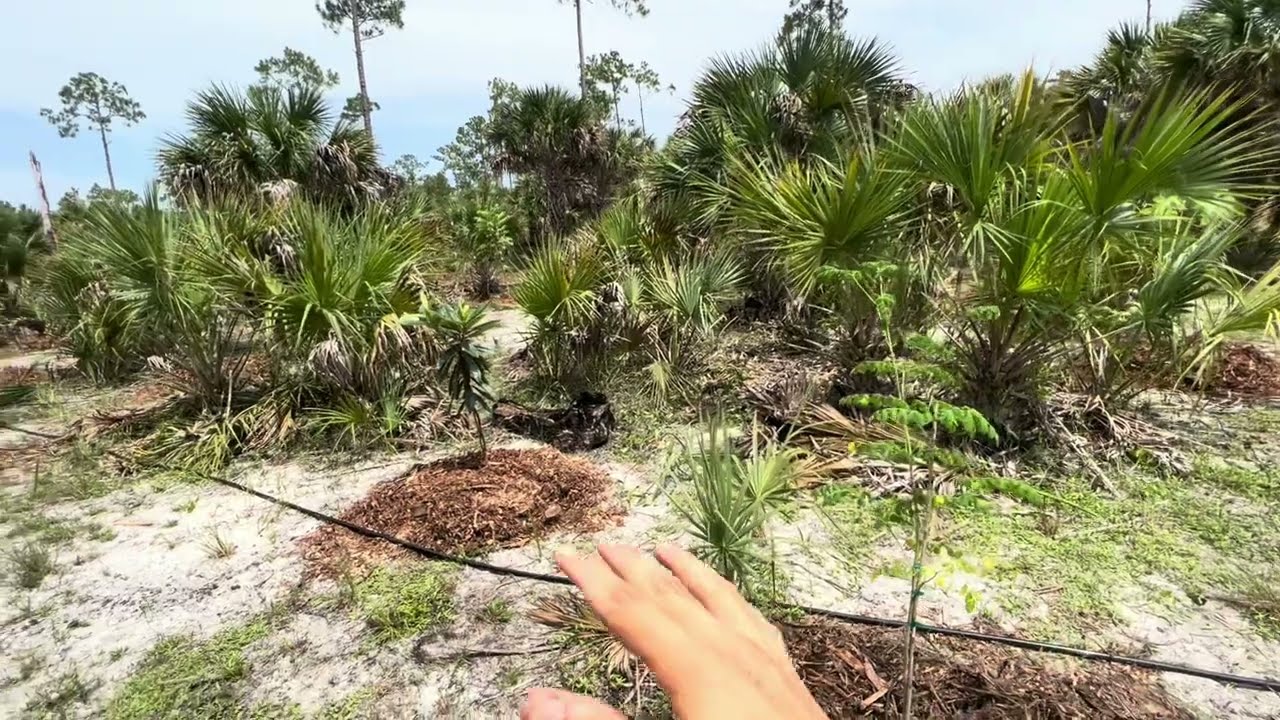 ANOTHER NEW PROJECT! - Planting in Picayune Strand State Forest