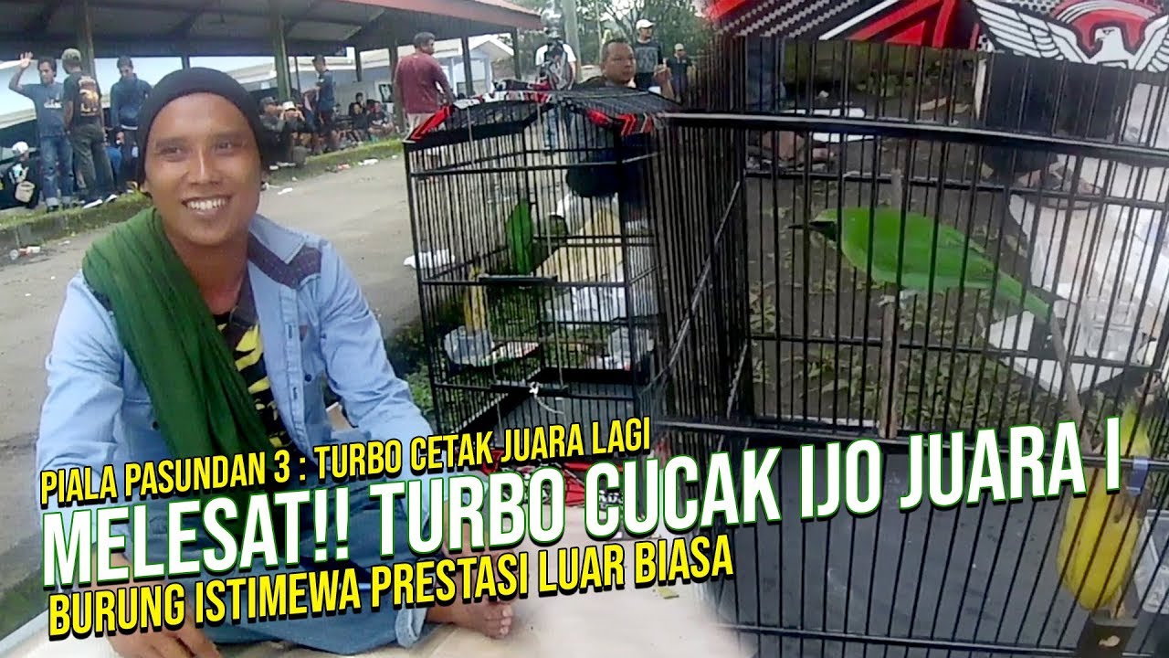 Cerita Pasundan III : Cucak Ijo Turbo Sulit Dikalahkan