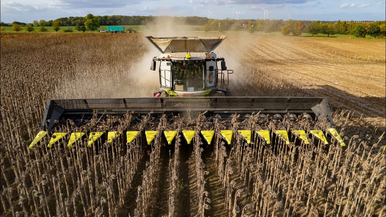 SUNFLOWER HARVEST IN GERMANY - OLIMAC DRAGO GOLD 16-ROW + CLAAS LEXION 8700 AT ADL LÜTZEN.