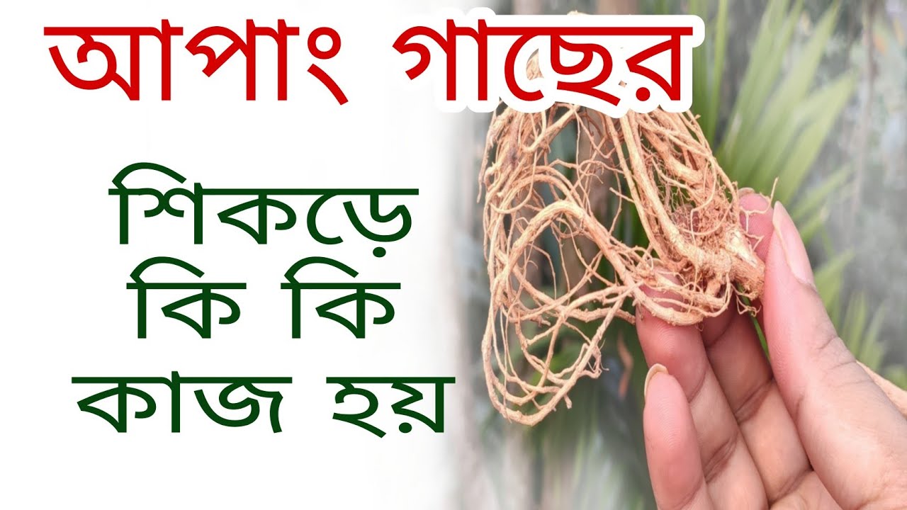 What are the functions of the roots of the Apang tree? Functions of the roots of the Apang tree.