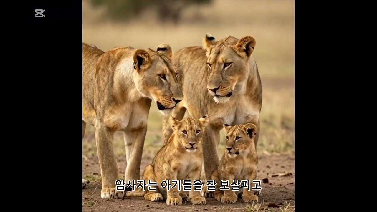 #사자의 육아법