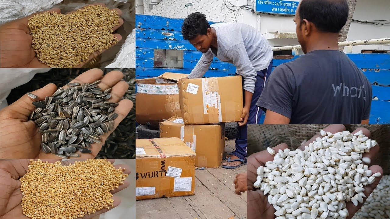Seeds Foods For Birds / Mix Seeds Making.