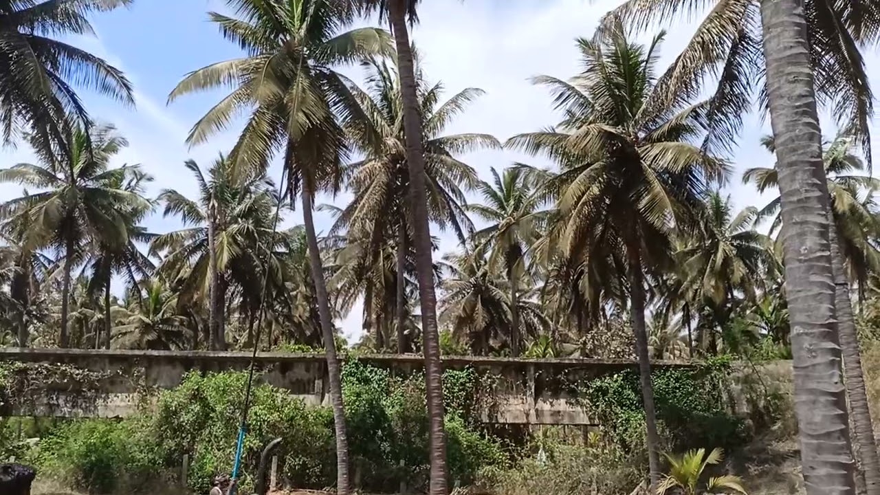 coconut harvesting using carbon fibre doti