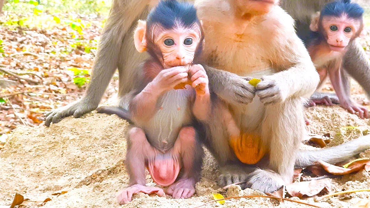 Baby Monkey's First Tree Climb Challenge!
