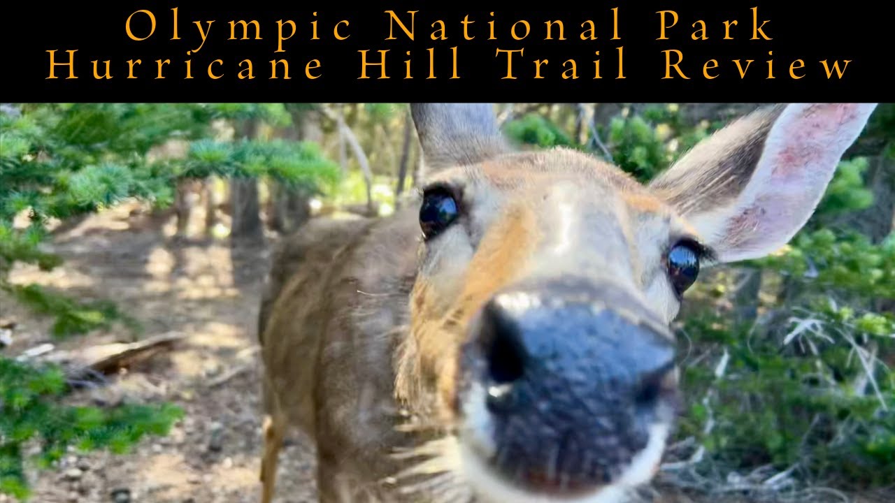 Hurricane Hill Trail Review, Olympic NP