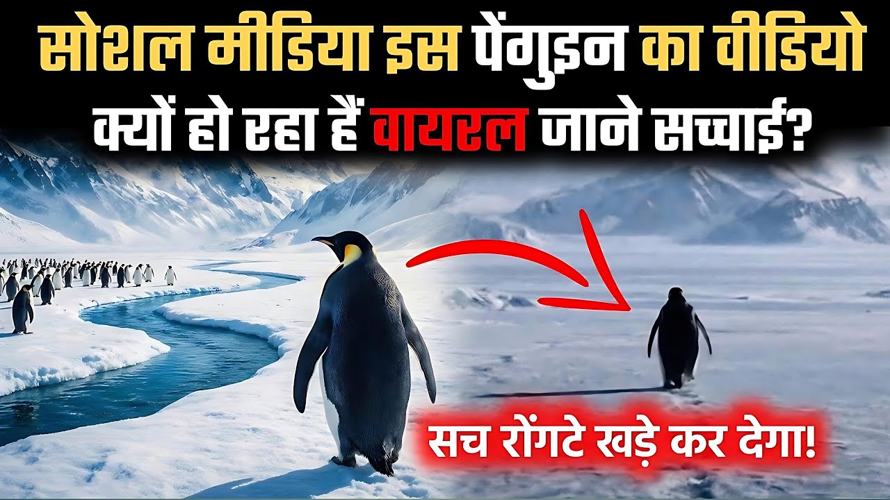 Why You MUST Walk Alone: Nietzsche's Brutal Lesson of the Lone Penguin Hindi 