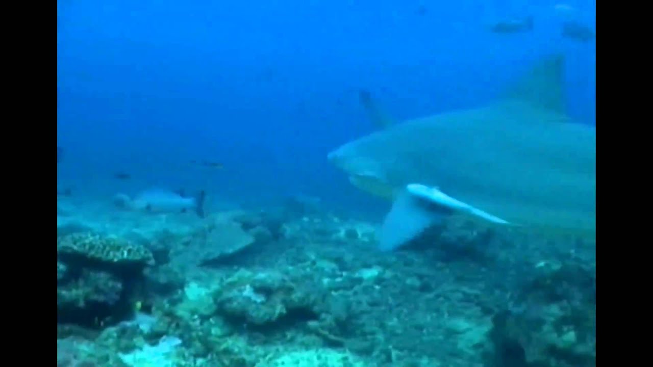 Shark Dive Beqa