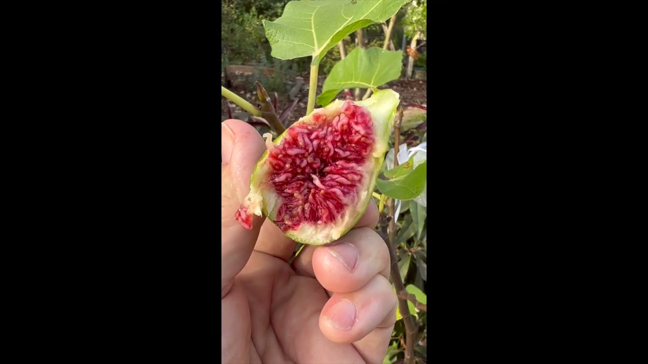 I 258 #shorts #fig #figtree #figtasting